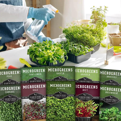 Indoor Microgreen Seeds Variety Pack With 10 Heirloom Types For Easy At Home Sprouting In 7 To 14 Days Broccoli Pea Sunflower Radish Kale Arugula And More Non GMO High Germination For Fresh Salads Smoothies And Sandwiches