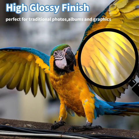 Parrot with high glossy finish effect highlighting feather detail on glossy photo paper 8.5 x 11 inches, 180gsm 48lb, 36 sheets for inkjet printers.