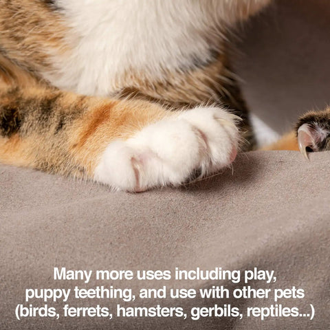 Close-up of a cat's paw on a durable, water-resistant pet grooming glove.