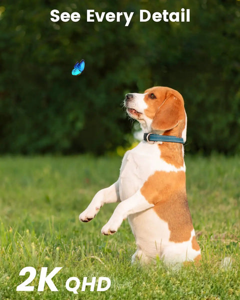 Beagle looking at butterfly in garden with "See Every Detail" and "2K QHD" text. Outdoor scene showcasing camera quality.