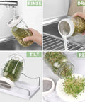 All In One Sprouting Jar Kit With Two Wide Mouth Mason Jars 316 Screen Sprout Lids Blackout Sleeves Tray And Stand For Growing Broccoli And Alfalfa At Home Seeds Not Included shown in use