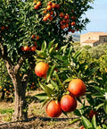 Blood Orange Tree 1-2 Feet Tall in 1 Gallon Pot, Upright Dwarf Citrus for Home Orchard, Produces Sweet Oranges, Easy Care, Rare Fruit, Container Friendly for Patio or Small Garden, fruiting tree with ripe oranges