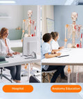 Full Size Posable Anatomy Skeleton With Muscles And Ligaments For Study, 70.8 Inch Human Skeleton Model in hospital and classroom settings