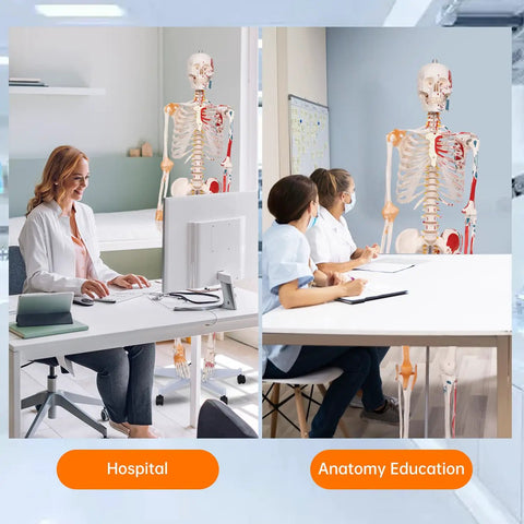Full Size Posable Anatomy Skeleton With Muscles And Ligaments For Study, 70.8 Inch Human Skeleton Model in hospital and classroom settings