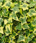 Easy To Grow English Ivy Seeds For Fences And Walls No Fuss Variegated Ivy Vine Pack For Landscaping Quick Germination Low Maintenance Great For Indoor Or Outdoor Gardens Beginner Friendly, variegated ivy leaves
