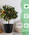 12 Pack 12 Inch Round Plastic Plant Pots With Saucers For Indoor Outdoor Use, holding a small citrus tree with oranges indoors.
