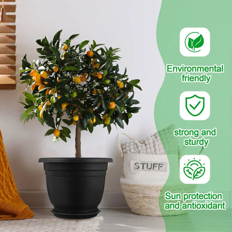 12 Pack 12 Inch Round Plastic Plant Pots With Saucers For Indoor Outdoor Use, holding a small citrus tree with oranges indoors.