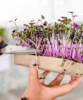 Close-up of hands using scissors to cut greens from DIY Microgreen Grow Kit Six Grow Variety Pack For Organic Non GMO Pesticide Free Home Kitchen Garden Easy Setup Grow Your Own Fresh Greens Packed With Vitamins And Flavor.