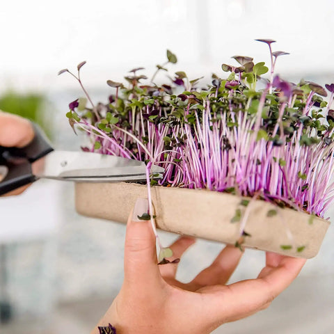 Close-up of hands using scissors to cut greens from DIY Microgreen Grow Kit Six Grow Variety Pack For Organic Non GMO Pesticide Free Home Kitchen Garden Easy Setup Grow Your Own Fresh Greens Packed With Vitamins And Flavor.