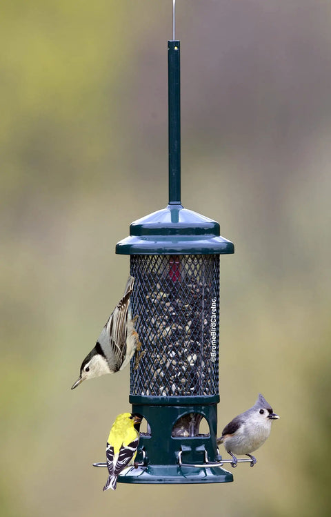 Squirrel-Proof Bird Feeder With Weight-Sensitive Perches, Four Metal Perches, 0.75 Qt Seed Capacity, Garden Green, Easy To Fill And Clean, Durable Backyard Feeder hanging outdoors with birds feeding on perches.