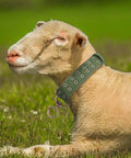 Sheep wearing an Adjustable Green Canvas Livestock Collar 3 Pack With Secure Locking Buckles For Cattle Calves Horses Sheep Padded Barn Ready Farm Harness.