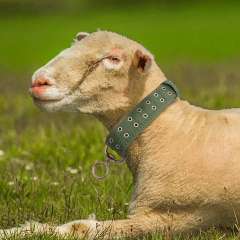 Sheep wearing an Adjustable Green Canvas Livestock Collar 3 Pack With Secure Locking Buckles For Cattle Calves Horses Sheep Padded Barn Ready Farm Harness.