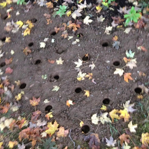 No Bend Bulb Planter With Depth Marker And Auto Release For Quick, Consistent Planting Of Tulips, Daffodils, Dahlias And Lilies In Heavier Soils For Home Gardens, showing evenly spaced holes in soil with autumn leaves.