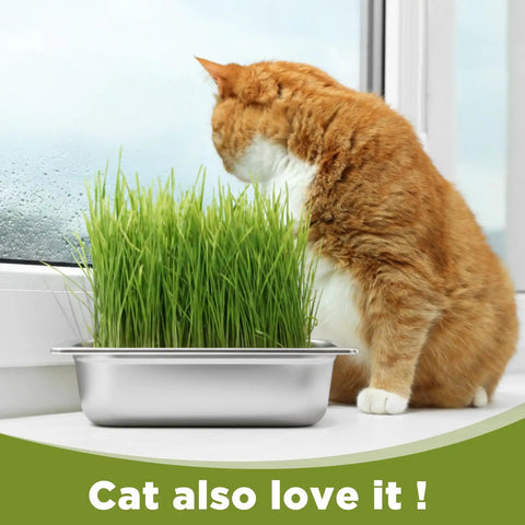 No Fuss Seed Sprouting Kit With Lid For Home Grow, 10.4 Inch Stainless Steel Tray with Wheatgrass, Cat Enjoying Near Window