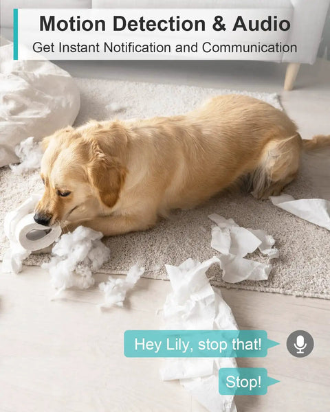 Dog caught by 4MP Indoor Security Camera With Night Vision And 135 Degree Wide View Perfect For Pet And Baby Monitoring Motion And Human Detection Two Way Audio 24 Seven Live View Magnetic Stand Works With Alexa And Google Home, tearing up papers in living room