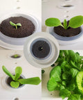 Cone Replacement Blocks for Hydroponic Sponges, 50-Piece Growing System Pods in action showing seedling growth stages
