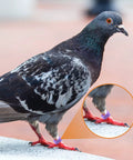 Pigeon with 8mm Pigeon Leg Bands Set For Poultry With Laser Etched 001 To 100 In Five Colors Plastic Chicken Tags on leg