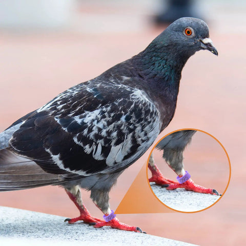 Pigeon with 8mm Pigeon Leg Bands Set For Poultry With Laser Etched 001 To 100 In Five Colors Plastic Chicken Tags on leg