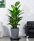 Fiddle-leaf fig in large planter on 18 Inch Round Plant Caddy With Wheels Heavy Duty Metal Plant Dolly For Indoor Outdoor Use