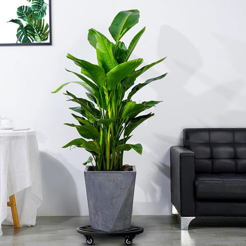 Fiddle-leaf fig in large planter on 18 Inch Round Plant Caddy With Wheels Heavy Duty Metal Plant Dolly For Indoor Outdoor Use