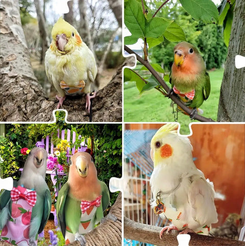 All In One Two Pack Bird Diaper Kit With Harness And 80 Inch Leash Waterproof Nappy Flight Suit For Cockatiel Parakeet Budgie Macaw Conure Pigeon Leakproof Pee Guard For Travel And Home shown on birds outdoors