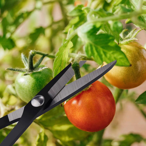 Heavy Duty Pruning Garden Shears Eight Point Two Seven Inch Long Tough As Nails Garden Scissors For Trimming Plants Nursery Pots And Fruit Trees All Purpose Utility Shears With Stainless Steel Blade And Durable Plastic Handle Sharp And Long Lasting near tomato vines
