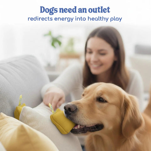 Golden retriever using 10 Piece Dog Scent Training Kit For Nose Work And Mental Stimulation Includes Scent Toys Brain Games