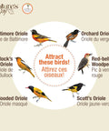 Illustration of Baltimore, Orchard, Bullock's, Hooded, and Scott's Orioles, and Red-bellied Woodpecker.