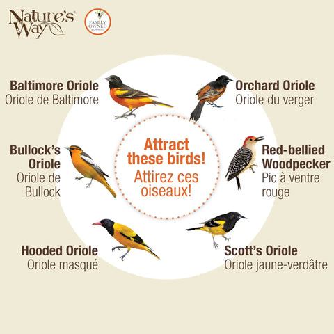 Illustration of Baltimore, Orchard, Bullock's, Hooded, and Scott's Orioles, and Red-bellied Woodpecker.