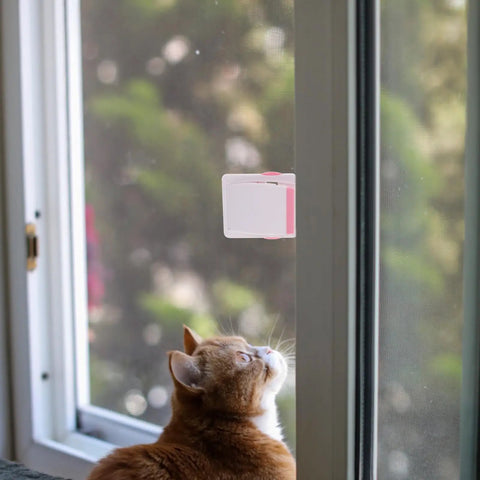 Pink ABS And POM Kid Proof Sliding Glass Door Lock For Cabinets And Cupboards Easy To Install on window beside curious cat