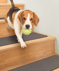 Dog playing on stairs with Non Slip Carpet Stair Treads Set Of 15 In Gray 8 By 27 Inches Rubber-Backed For Superior Grip Easy Install Pet Friendly Durable Traction For Safe Home Stairway.