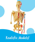 Hands On Anatomy Models Bundle Set skeleton model for interactive learning in science classrooms and home schooling