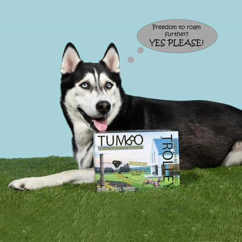Dog with Xtreme Trolley Anti Shock Aerial Dog Runner With Heavy Duty Pulley System box on grass.
