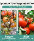 Comparison of tomatoes with suboptimal and optimized soil pH using Soil PH Test Strips Kit 3 To 9 Range With 100 Quick And Easy Peasy Tests.
