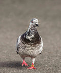 Pigeon with colorful aluminum bird ID band on leg, showcasing 18 Piece Aluminum Pigeon Rings Colorful Bird ID Bands For Pigeon Feet Tagging And Leg Marking Reusable Lightweight Bird Bands For Doves Quail And Poultry.