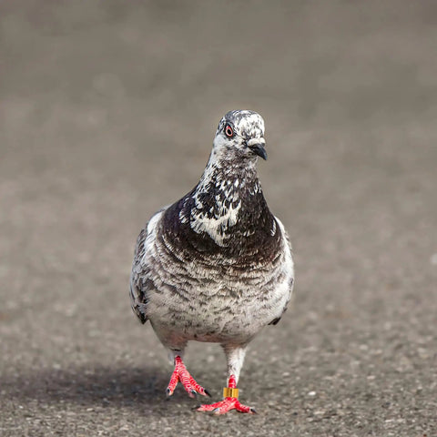 Pigeon with colorful aluminum bird ID band on leg, showcasing 18 Piece Aluminum Pigeon Rings Colorful Bird ID Bands For Pigeon Feet Tagging And Leg Marking Reusable Lightweight Bird Bands For Doves Quail And Poultry.