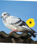 Pigeon on roof with yellow three-tone whistle, part of Two Pack Portable Three Tone Pigeon Training Whistles For Communication And Outdoor Loft Training Bird Supplies Compact 2.16 By 2.16 By 1.77 Inches Great For Loft Runouts And Field Sessions.