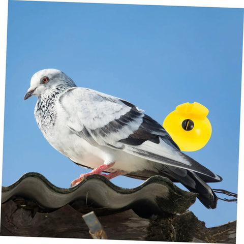 Pigeon on roof with yellow three-tone whistle, part of Two Pack Portable Three Tone Pigeon Training Whistles For Communication And Outdoor Loft Training Bird Supplies Compact 2.16 By 2.16 By 1.77 Inches Great For Loft Runouts And Field Sessions.