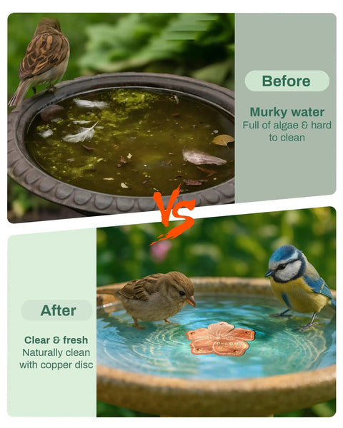 Before and after effects of Pure Copper Bird Bath Purification Disk Solar Powered Outdoor No Chemicals Needed Water Cleaner.
