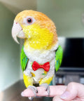 Colorful parrot wearing red bow tie and decorative suit on finger, related to Two Pack Bird Diapers With 78 Inch Flying Leash Reusable Feather Friendly.