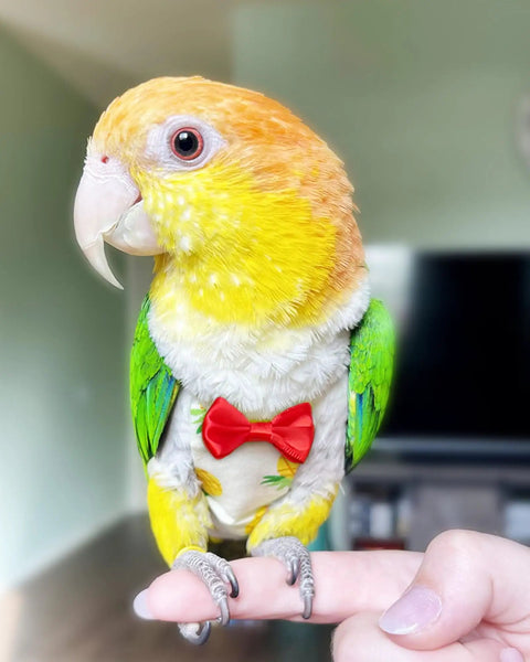 Colorful parrot wearing red bow tie and decorative suit on finger, related to Two Pack Bird Diapers With 78 Inch Flying Leash Reusable Feather Friendly.