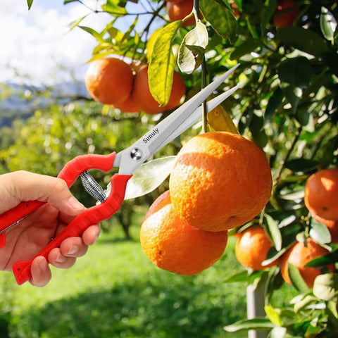 Hand using Extra Long Reach Pruning Shears With Stainless Steel Blades For Easy Deadheading And Precise Trims In The Garden on fruit