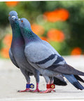 Two pigeons wearing Soft Bird Foot Muffs And Leg Bands Set For Parrots, Pigeons, Cockatiels, easy on and off suede foot rings.