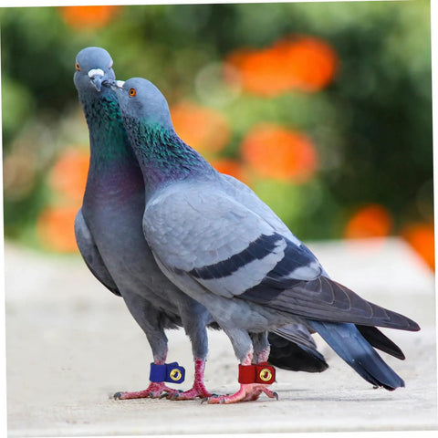 Two pigeons wearing Soft Bird Foot Muffs And Leg Bands Set For Parrots, Pigeons, Cockatiels, easy on and off suede foot rings.