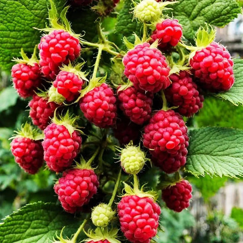 Ripe red raspberries growing on a branch with green leaves in a backyard, part of the Massive 1700 Piece Mixed Fruit Seed Kit.