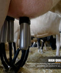4 Silicone Teat Cups Cow Milking Cluster With Stainless Steel Shell And Milk Claw Assembly in use on dairy cattle