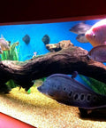 Aquarium with fish and driftwood, featuring vivid colors; ideal use for Sky Blue Non-Toxic Pond Shield Epoxy Paint 1.5-Quart.