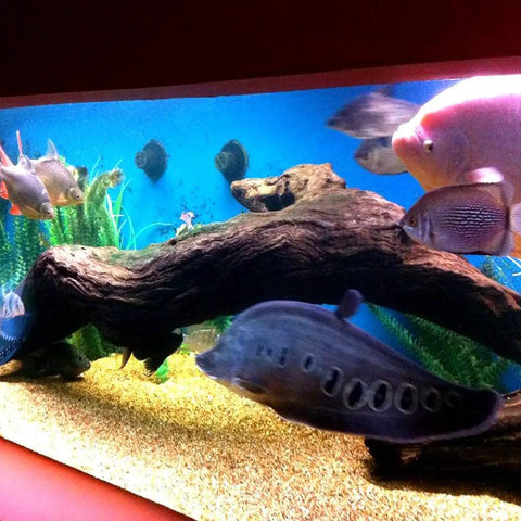 Aquarium with fish and driftwood, featuring vivid colors; ideal use for Sky Blue Non-Toxic Pond Shield Epoxy Paint 1.5-Quart.