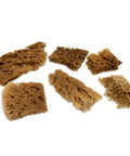Unbleached Natural Sea Sponges 10 Pack Awesome Value For Arts And Crafts Set 2 To 4 Inch Sponges laid out showing texture diversity