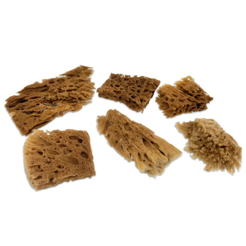 Unbleached Natural Sea Sponges 10 Pack Awesome Value For Arts And Crafts Set 2 To 4 Inch Sponges laid out showing texture diversity